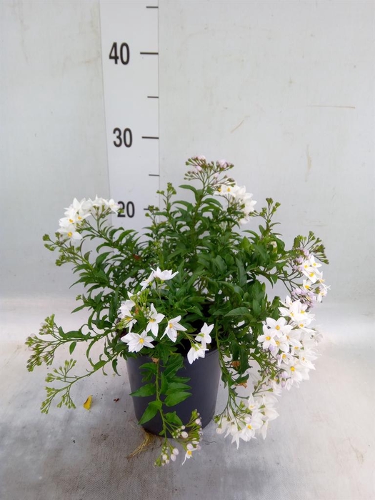 <h4>Solanum jasminoides</h4>