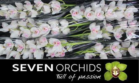 <h4>Cymb T Dos Pueblos</h4>