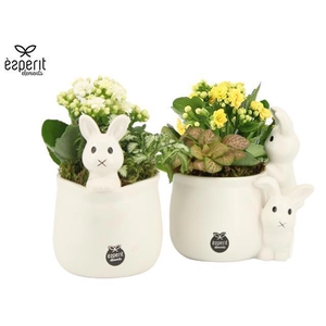 70986: Easter arrangement