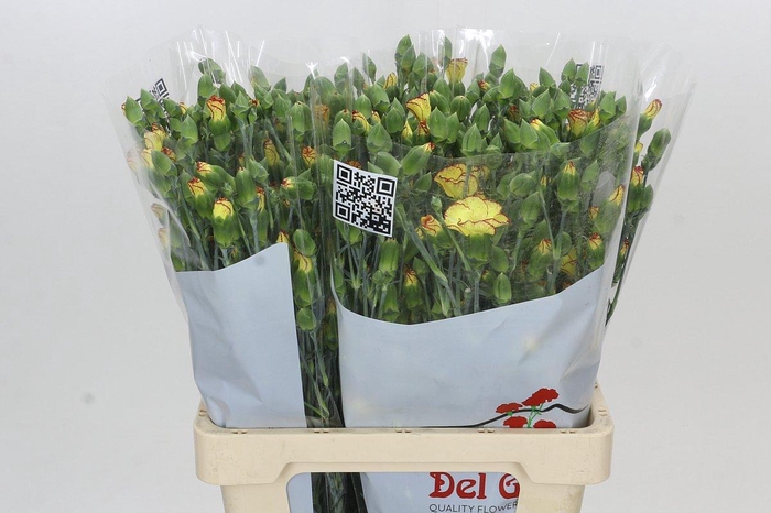 <h4>Dianthus Sp Solandis Heartfly</h4>