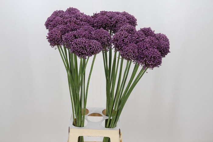 <h4>Allium Pink Lady</h4>