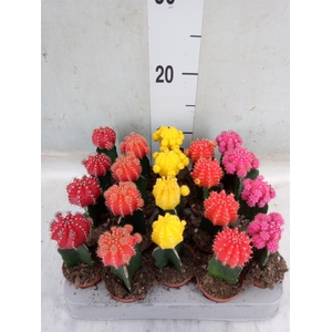 Gymnocalycium mihanov. 'Japan'  mix