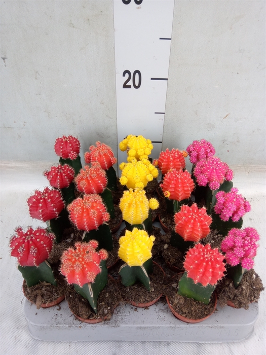 <h4>Gymnocalycium mihanov. 'Japan'  mix</h4>