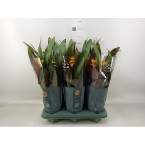 Guzmania  'Fiero Yellow'