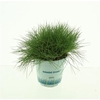 Festuca gautieri AmiGreen®