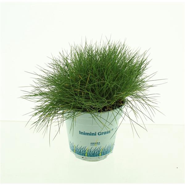 Festuca gautieri AmiGreen®