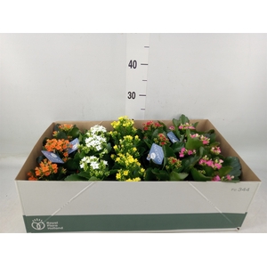 Kalanchoe blos.   ..EN mix