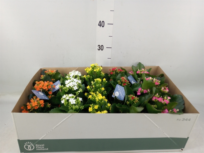 <h4>Kalanchoe blos.   ..EN mix</h4>