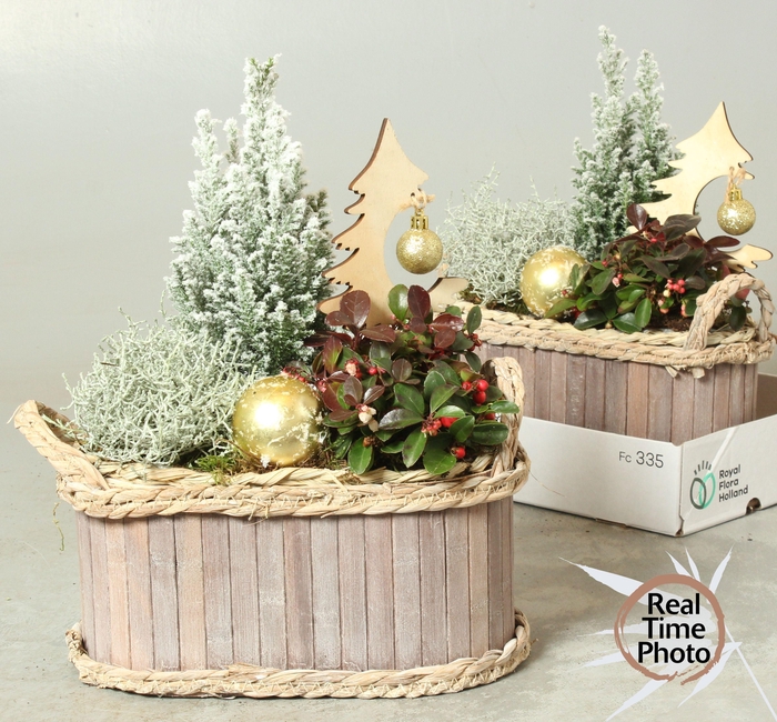 <h4>ARR TUINPLANTEN</h4>