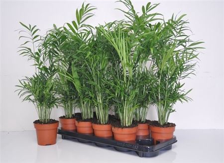 Chamaed Elegans