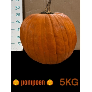 CUC HALLOWEEN