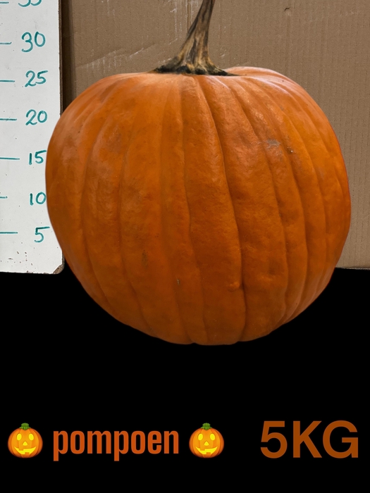 <h4>CUC HALLOWEEN</h4>