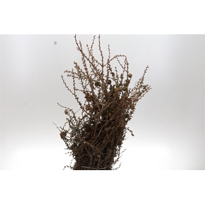 Larix Cones Per Bunch 70cm