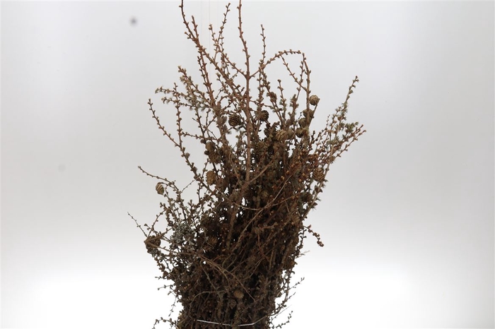 <h4>Larix Cones Per Bunch 70cm</h4>