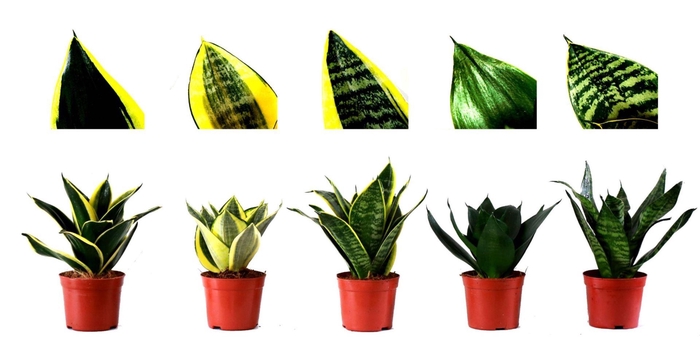 <h4>Sansevieria Hahnii</h4>