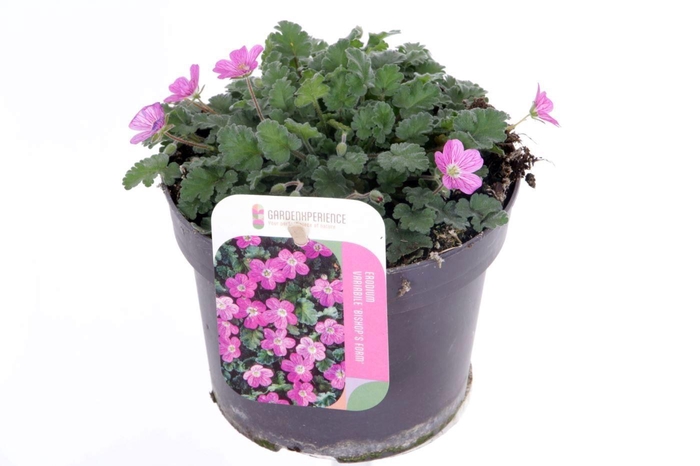 <h4>Erodium var. Bishop's Form</h4>