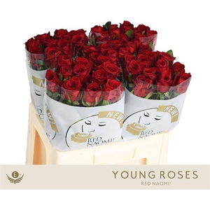 Rosa large red naomi!