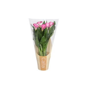Zantedeschia Zazu Calla roze in bedrukte hoes