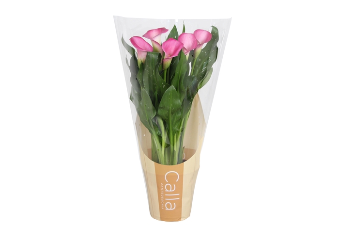 <h4>Zantedeschia Zazu Calla roze in bedrukte hoes</h4>