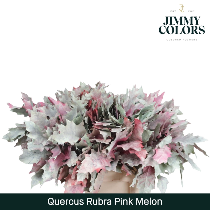 <h4>Quercus Rubra L60 Pink Melon</h4>