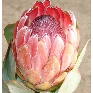 Protea Sylvia  - LIMITED