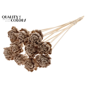 Shola New Beauty Rose 6cm on stem Wax Beige