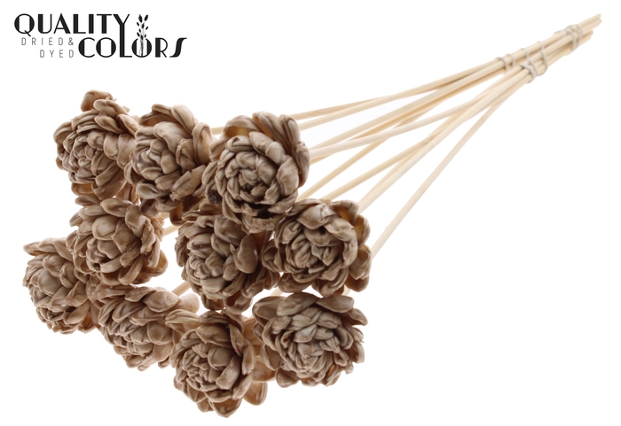 <h4>Shola New Beauty Rose 6cm on stem Wax Beige</h4>