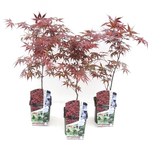<h4>Acer palmatum 'Bloodgood' P19</h4>