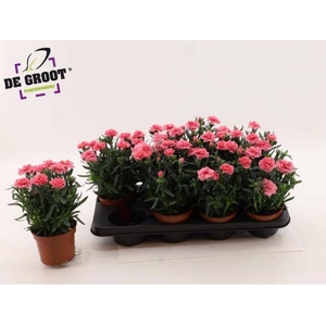 DIAN OSC PINK