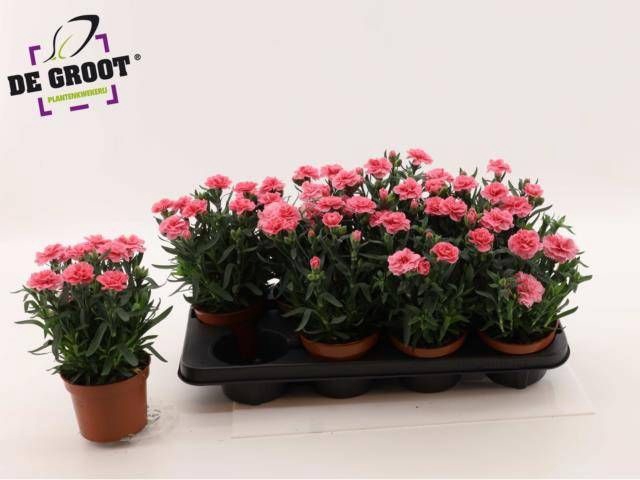 <h4>DIAN OSC PINK</h4>