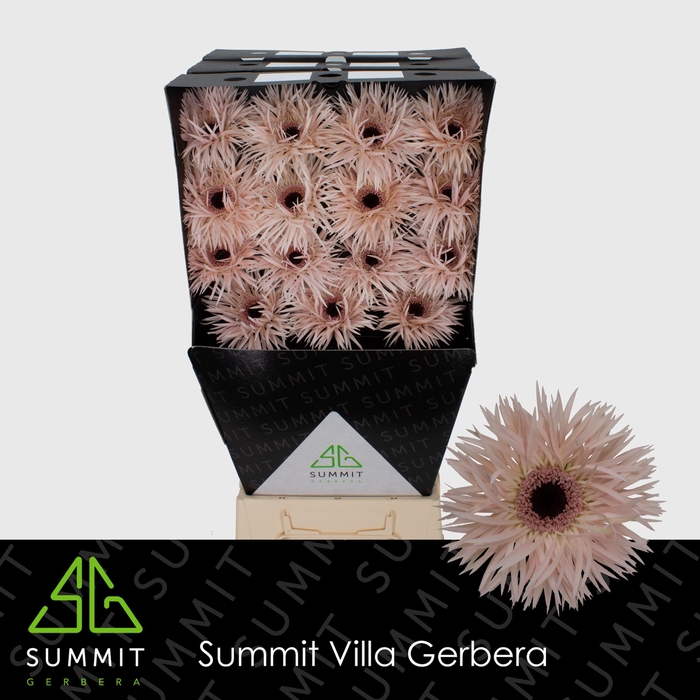 <h4>Gerbera Spider Cream Springs Diamond</h4>