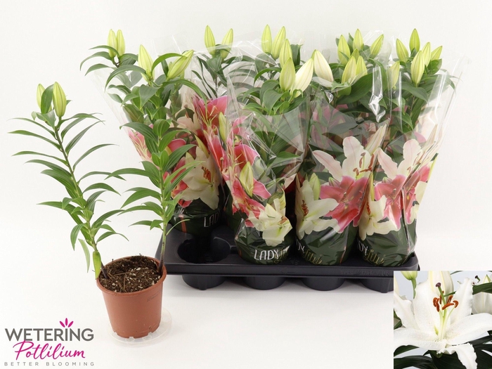 <h4>LIL OR SUN BAHAMAS</h4>