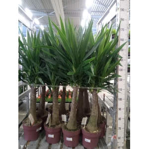 Yucca elephantipes   ...