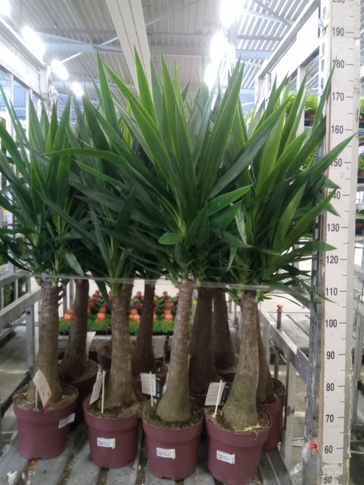 <h4>Yucca elephantipes   ...</h4>