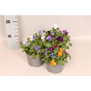 Viola cornuta 13 cm Divers Trio