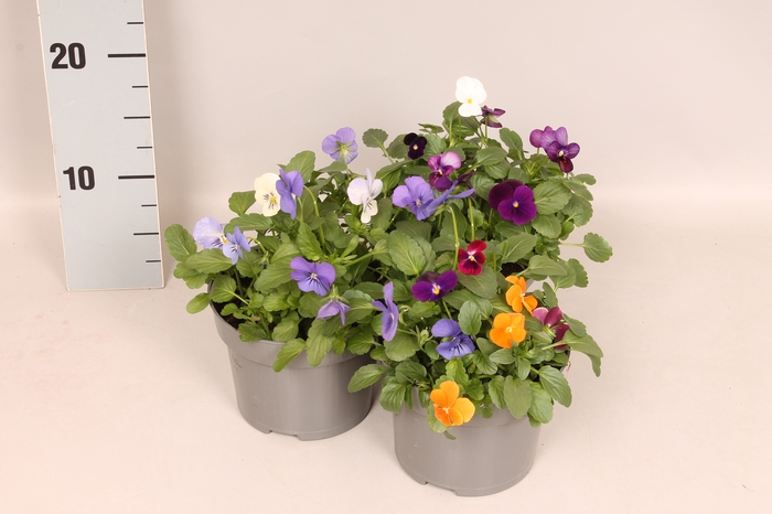 Viola cornuta 13 cm Divers Trio