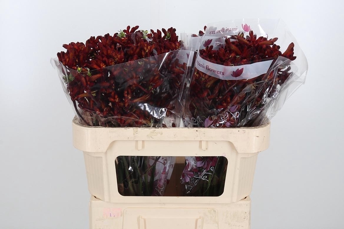 <h4>Anigoz Early Spring</h4>