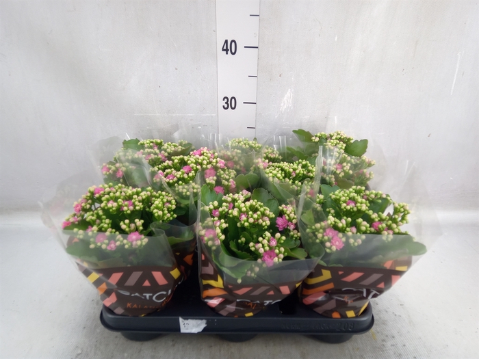 <h4>Kalanchoe blos. 'RosDon Nando'</h4>