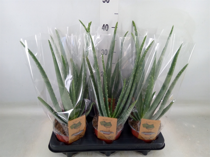 <h4>Aloe vera</h4>