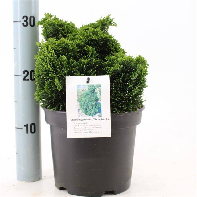 <h4>Chamaecyparis obt. Nana Gracilis</h4>
