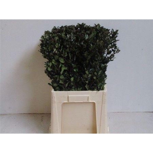 Ilex Bl M Blue Prince