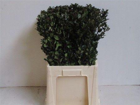 <h4>Ilex Bl M Blue Prince</h4>