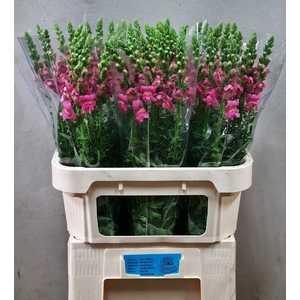 ANTIR TOULON ROSE