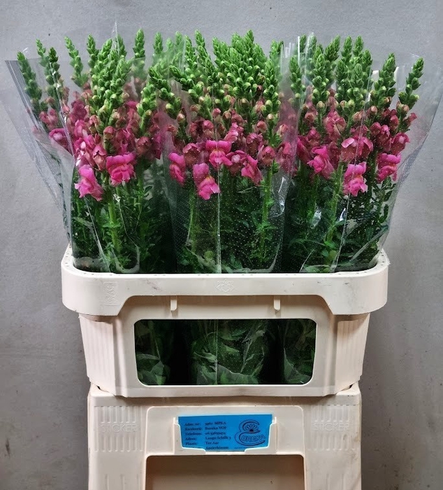 <h4>ANTIR TOULON ROSE</h4>