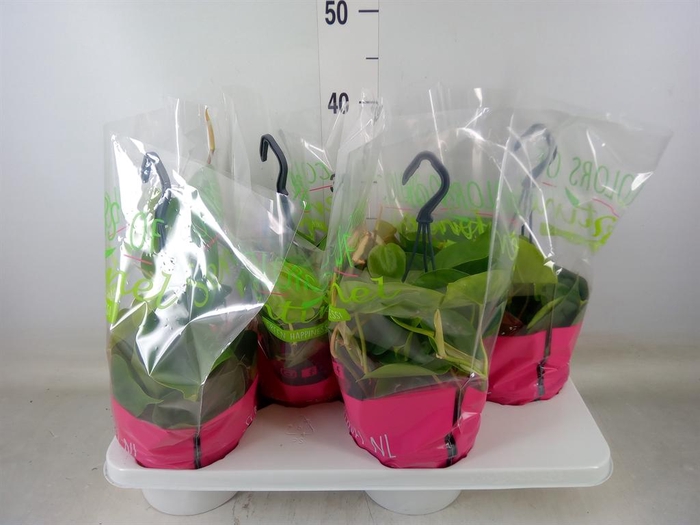 <h4>Philodendron scand.</h4>