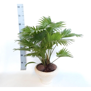 LIVISTONA ROTUNDIFOL