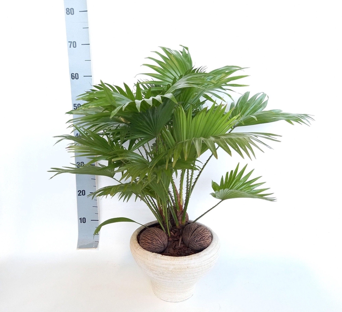 <h4>LIVISTONA ROTUNDIFOL</h4>