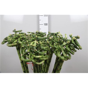 Drac Lucky Bamboo 100cm Curly