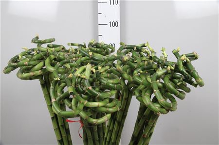 <h4>Drac Lucky Bamboo 100cm Curly</h4>