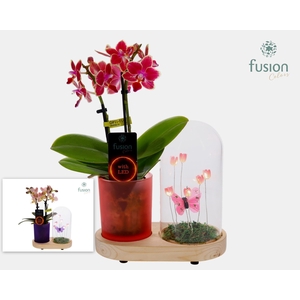 LED Lichtbal Vlinder Large houten planter met Phalaenopsis